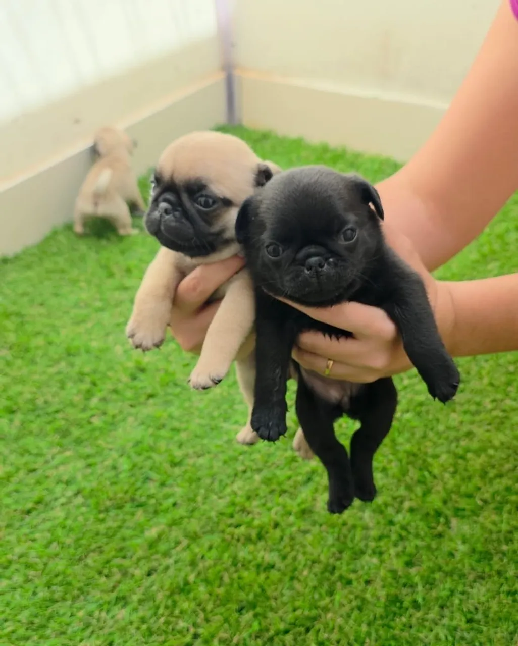 Filhotes de Pug