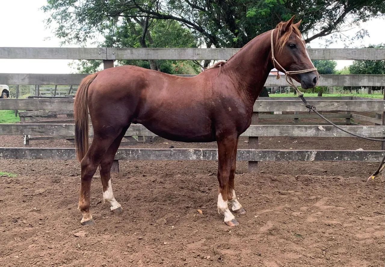 Potros crioulos-varios pelos- oveiro negro - Foto 5