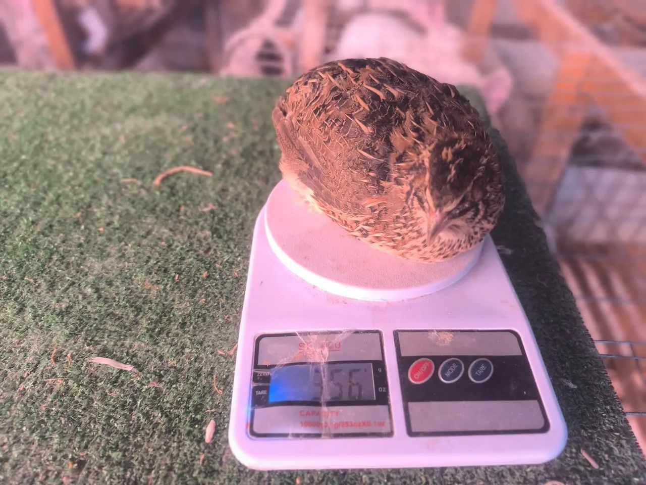 Ovos galados de codornas gigantes  - Foto 3