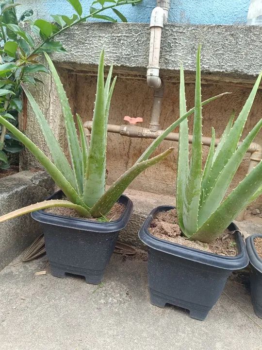Mudas de Babosa Aloe Vera  - Foto 5