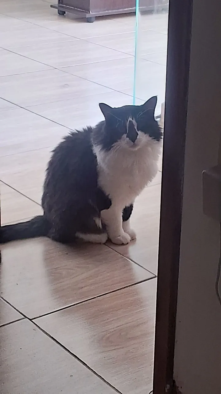 Gatos para adoção