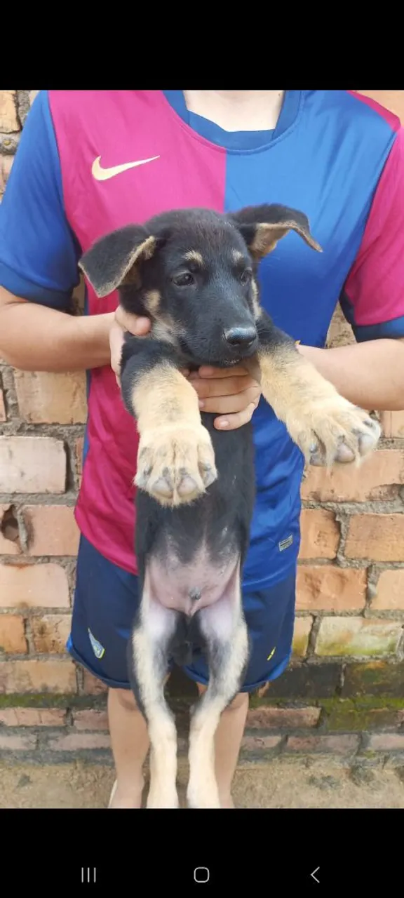 Filhote de Pastor Alemão 2 meses