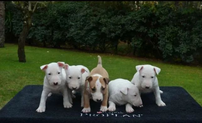 Bullterrier miniatura - Fêmeas a pronta entrega vacinadas - Loja física, me chama 
