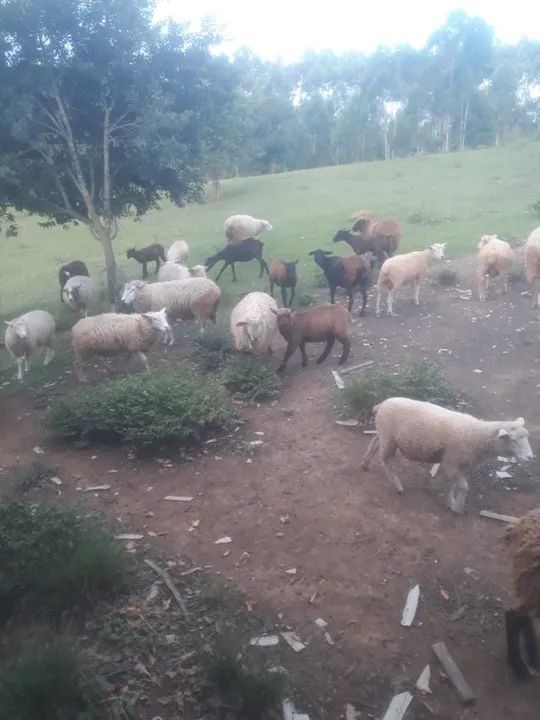 Ovelhas, carneiro, borrego, carneira - Foto 4