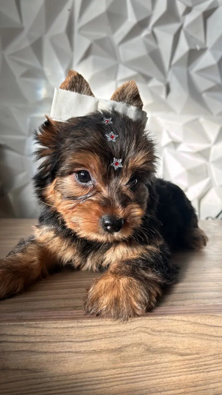 Yorkshire terrier fêmea  - Foto 2
