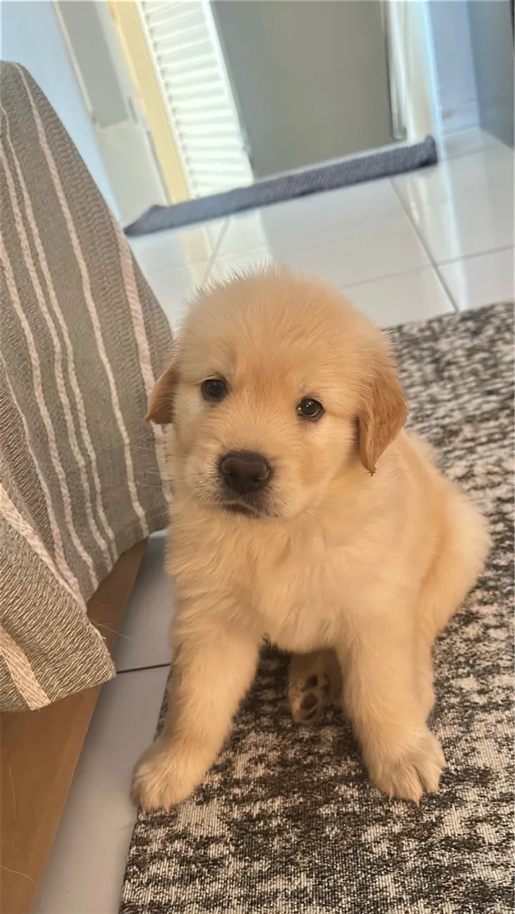 Golden Retriever Macho disponível - Foto 6