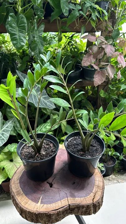 Plantas diversas  - Foto 5