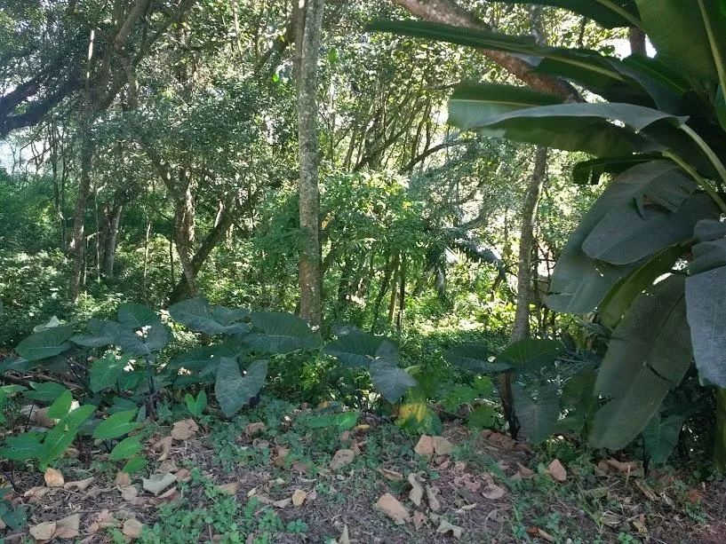 Vila Diva, Vila Diva, Carapicuíba