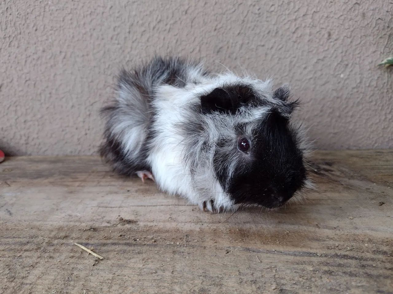 Porquinhos da índia 