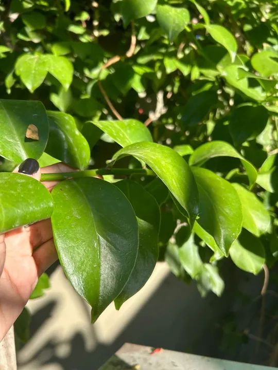 Ora-pro-nobis/ Pereskia aculeata - Foto 2