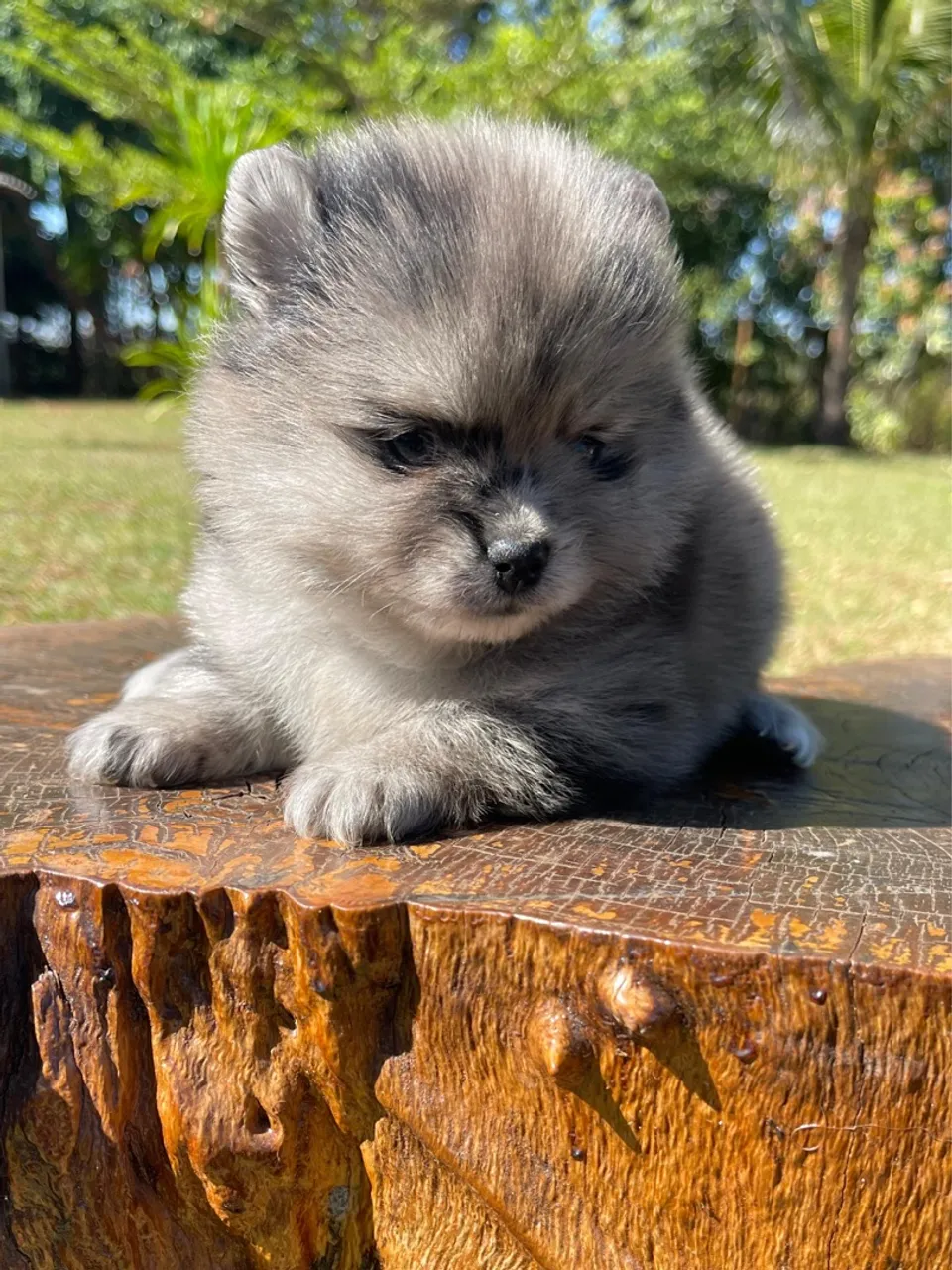 Filhote de Spitz Alemão Blue Merle