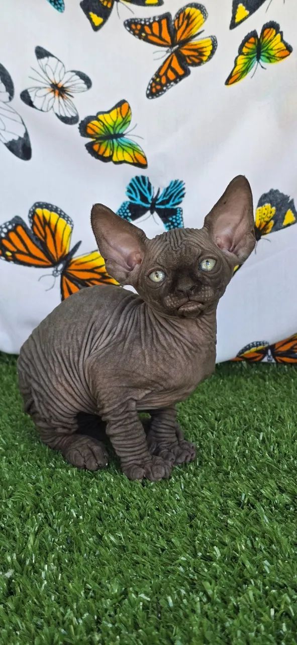 Gatil Zaidan - Filhote Gatil Sphynx - Pedigree - Genética Internacional - N1 do Brasil - Foto 3