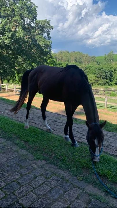 Cavalo castrado Paint Horse castanho  - Foto 3