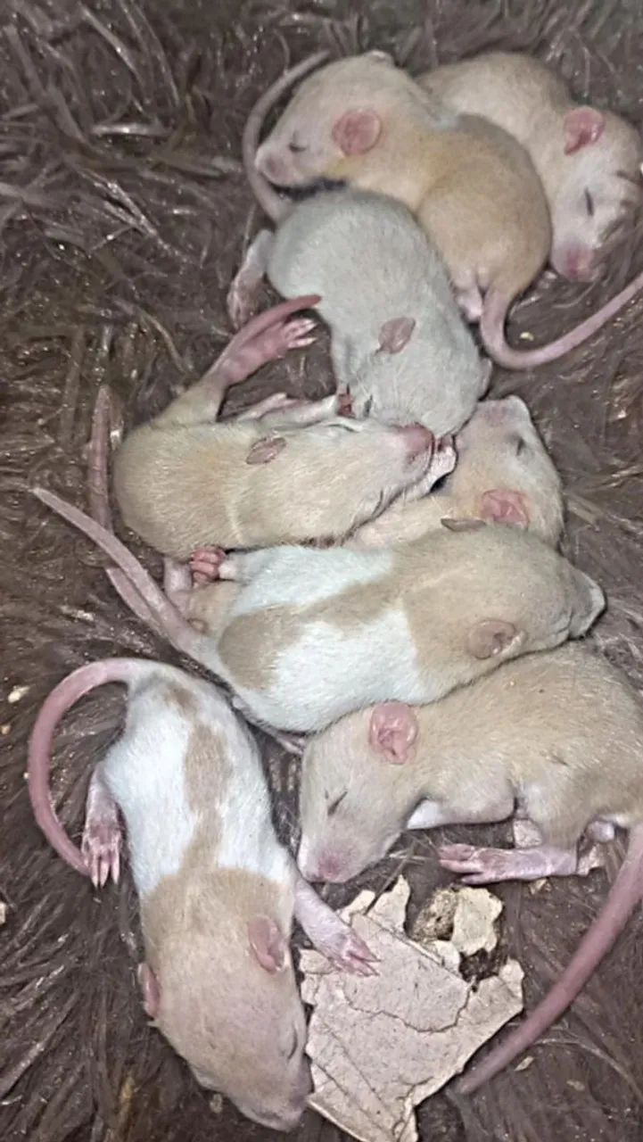 Ratos de laboratório 