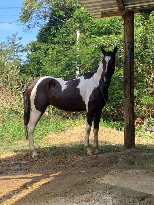 Vendo égua pampa sem registro  - Foto 2