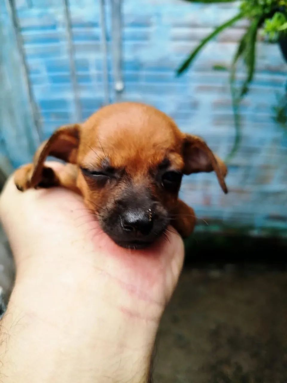 Filhote de Pinscher femeas - Foto 4