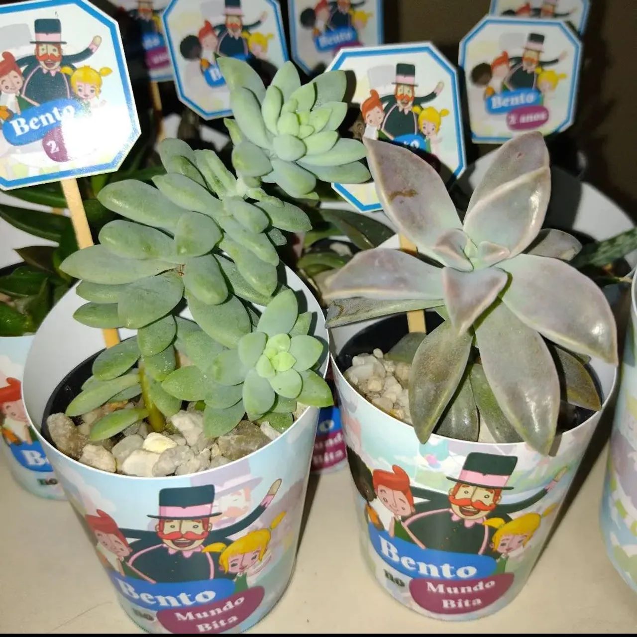 Cactos e suculentas personalizadas - Foto 3