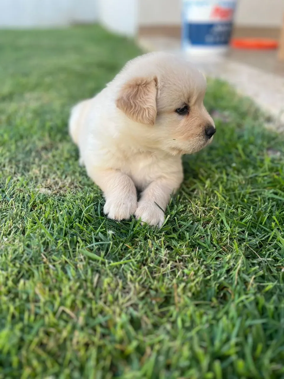 Filhote Golden Retriever - Pelúcia!