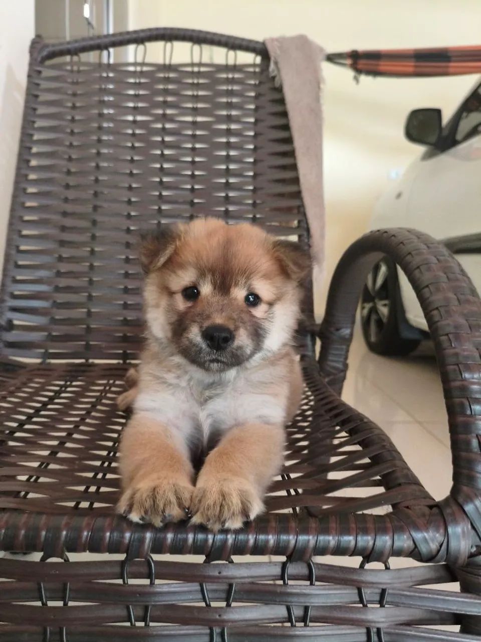 Chow Chow filhote  - Foto 3