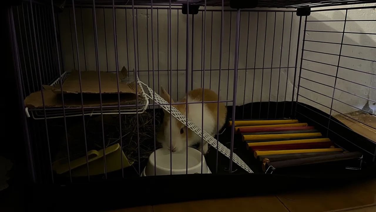 Gaiola para coelho  - Foto 4