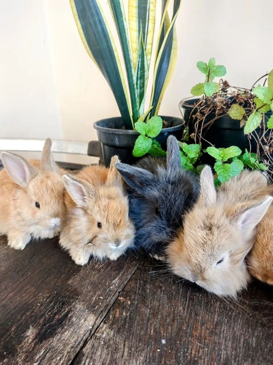 Míni Coelhos  - Foto 4