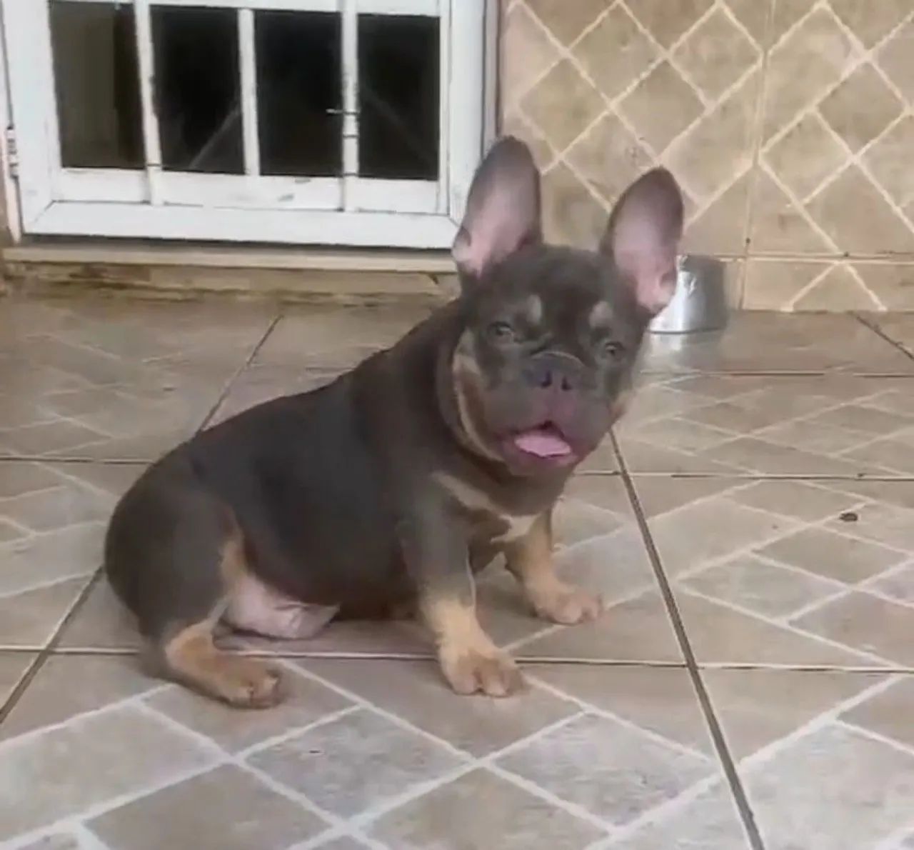 Filhote Bulldog Francês lilac and tan macho