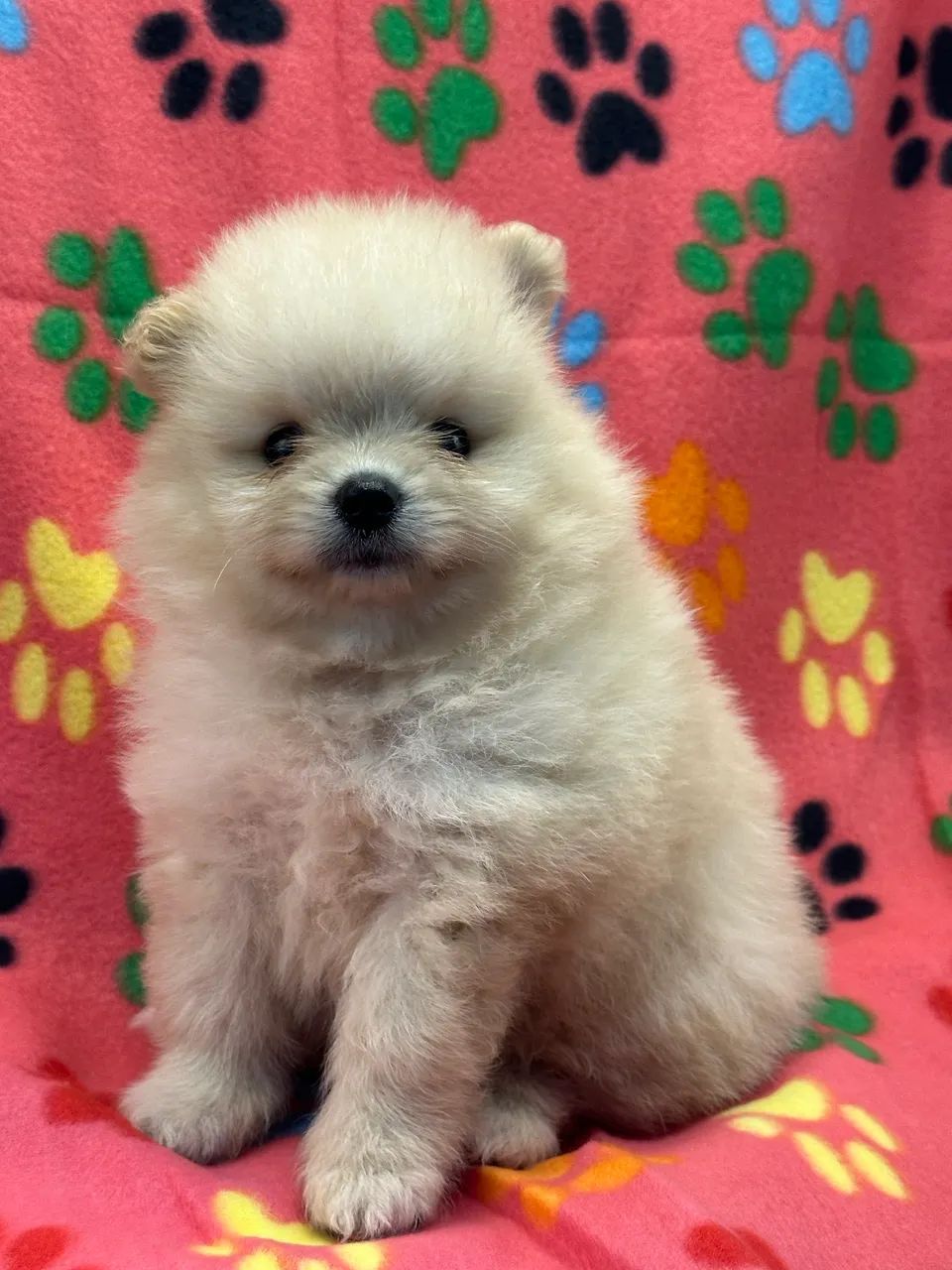 spitz alemão/ lulu da pomerânia- Disponível para retirada 