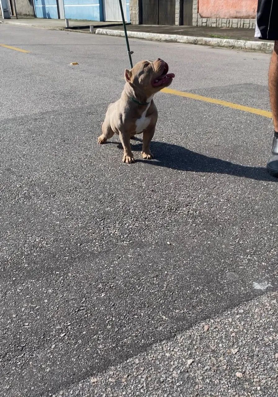 American Bully Micro  - Foto 3