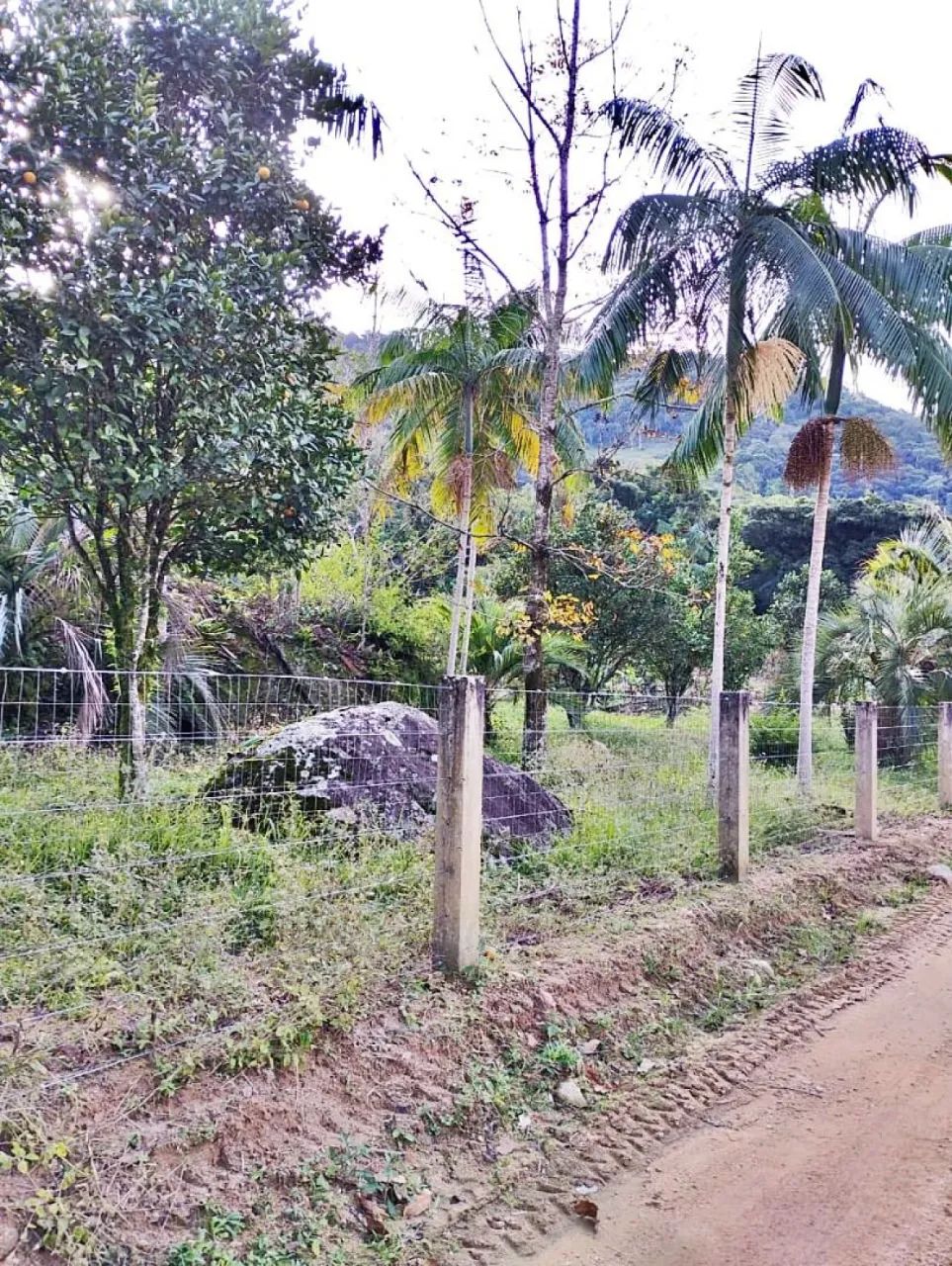 Sítio com 2 dormitórios à venda, 142000 m² - Angelina - Angelina/SC - Foto 2