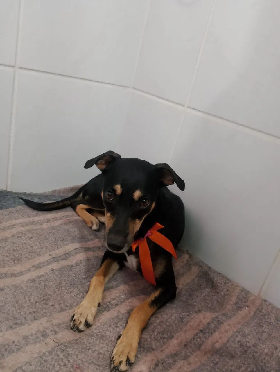 Para adoção!  - Foto 4