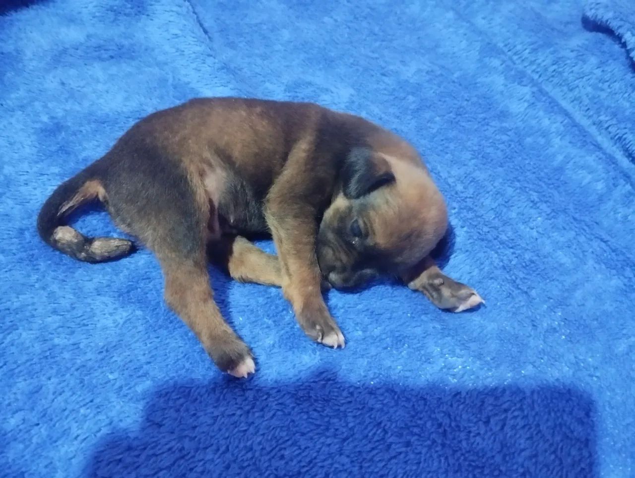 Doação de filhotes  - Foto 4