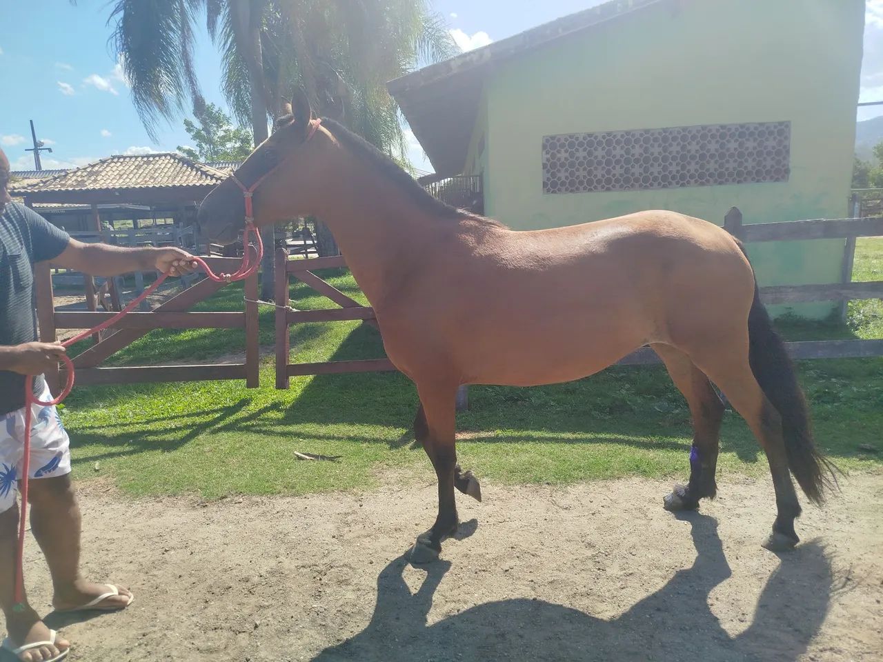 Vendo égua matriz somente pra reprodução  - Foto 3