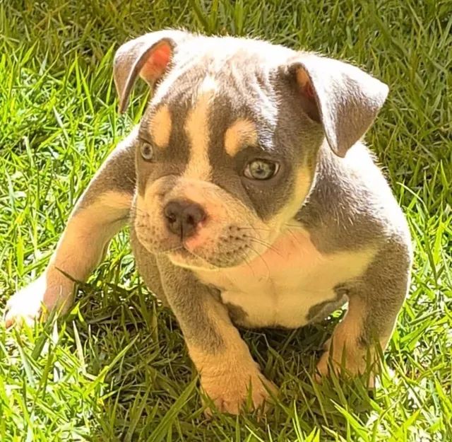 American Bully / Exotic Bully 