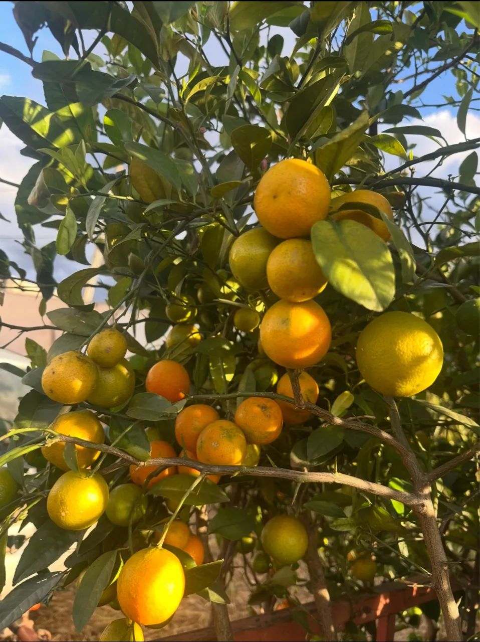 Frutíferas produzindo  - Foto 2