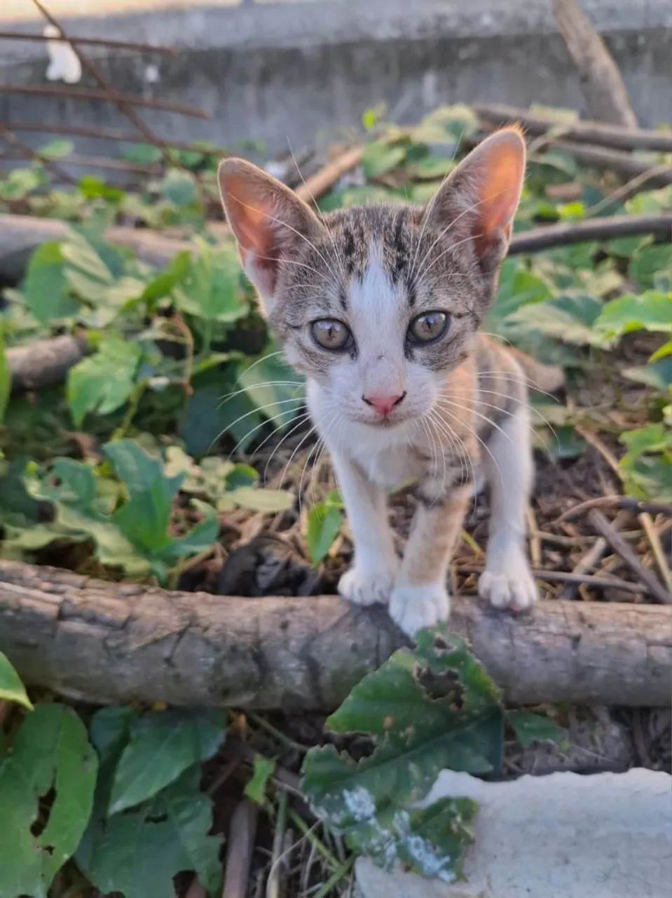 Gatinha para adoção responsável  - Foto 3