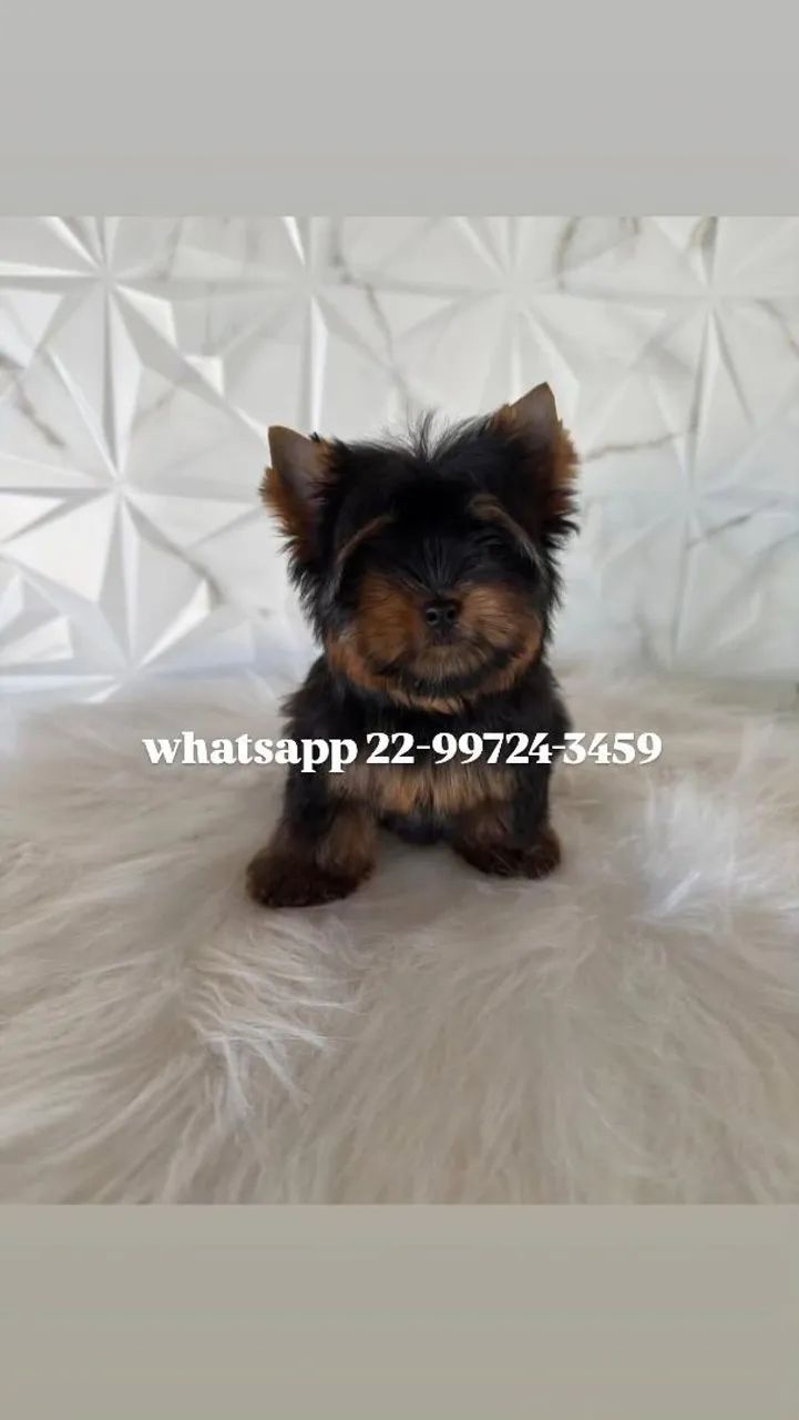 Yorkshire micro terrier com pedigree! - Foto 2