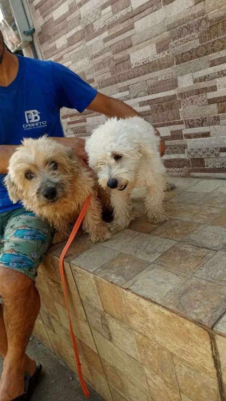 Filhotes de poodle com maltês  - Foto 2