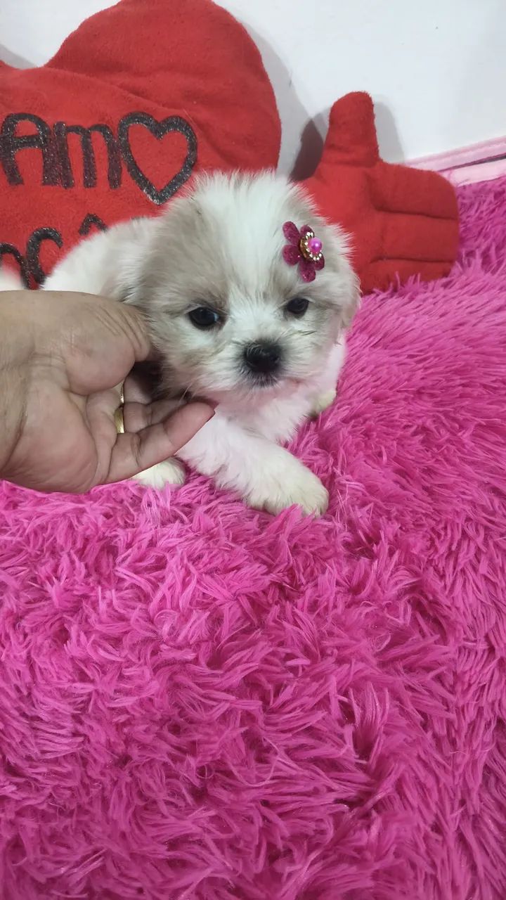 VD filhotes fêmeas de Shi Tzu mini e pequenas 