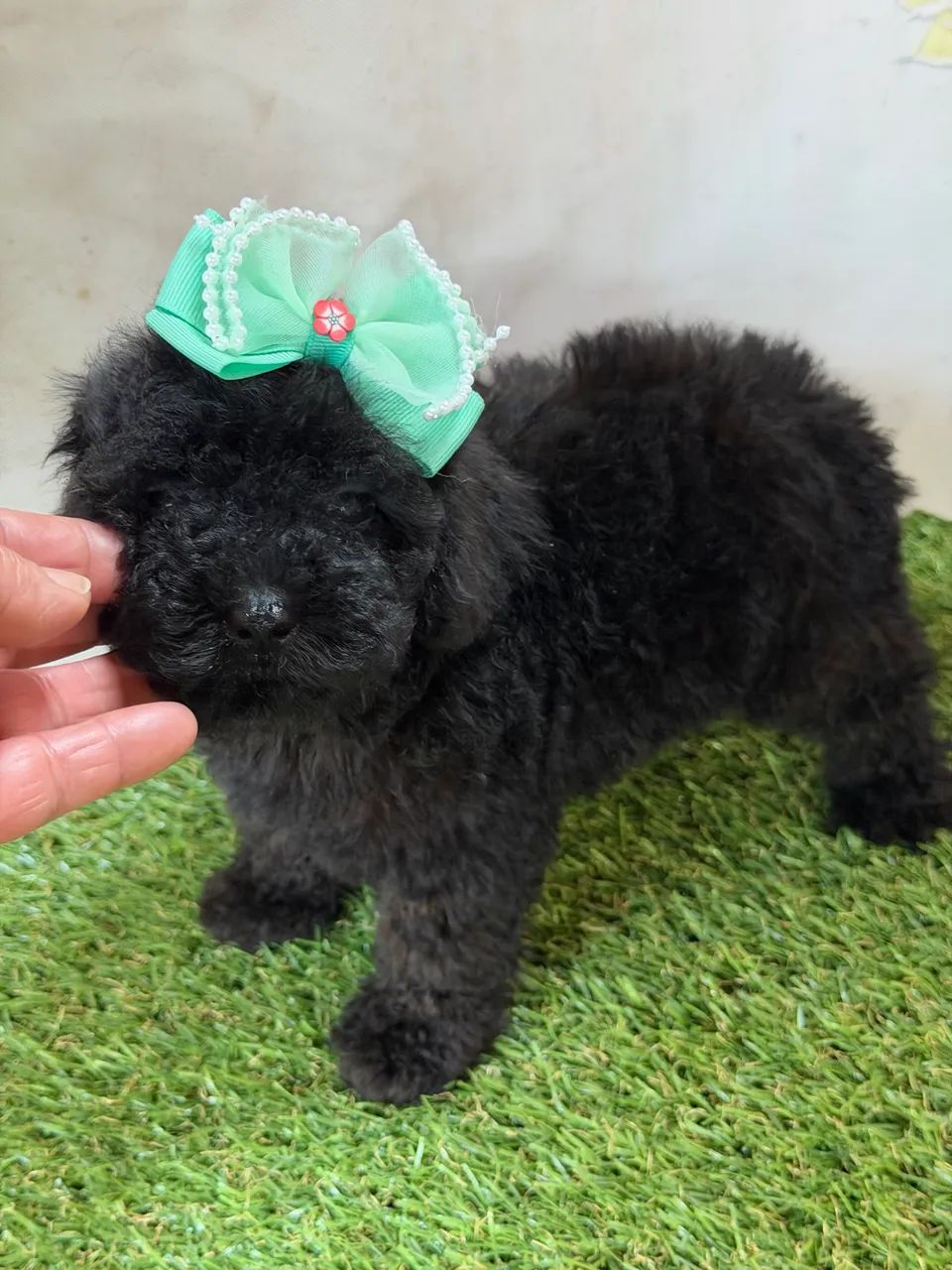 Poodle filhotes - Foto 2