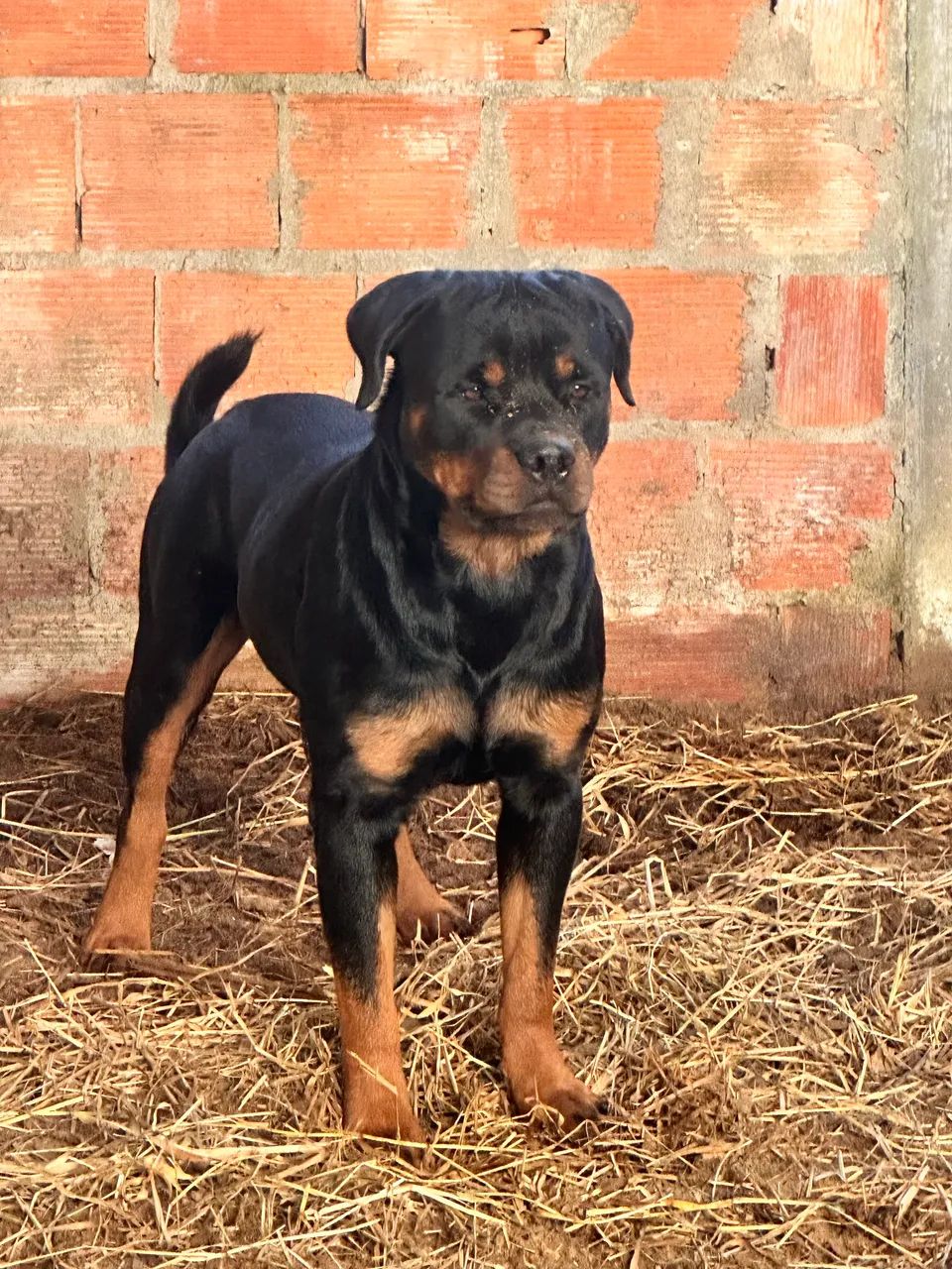 Filhotes de ROTTWEILLER - Foto 2