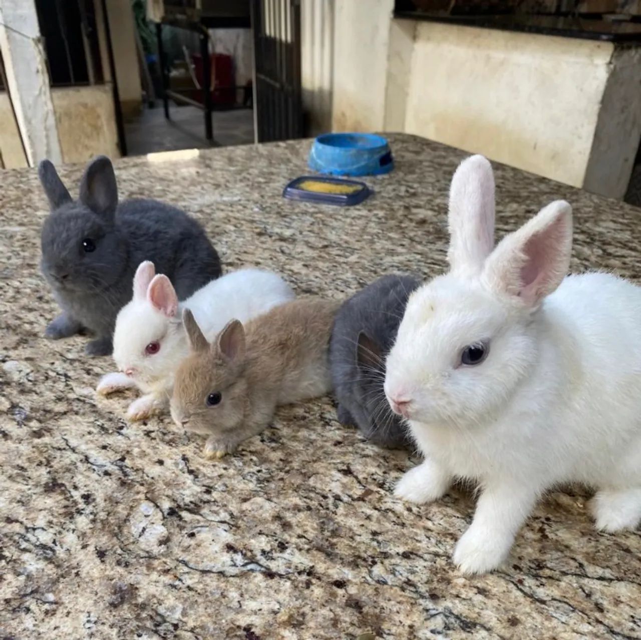 Coelho anão  Netherland Dwarf - Foto 2