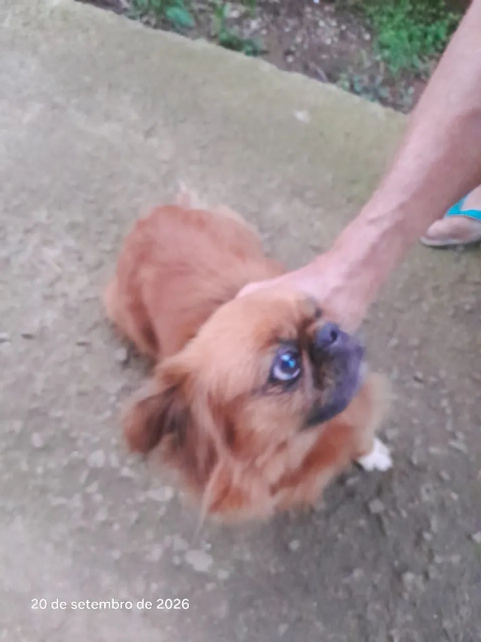 cachorro