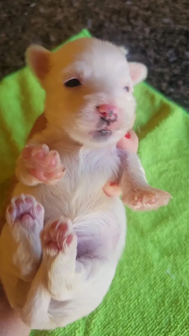 Yorkshire ( biewer terrier) - Foto 3