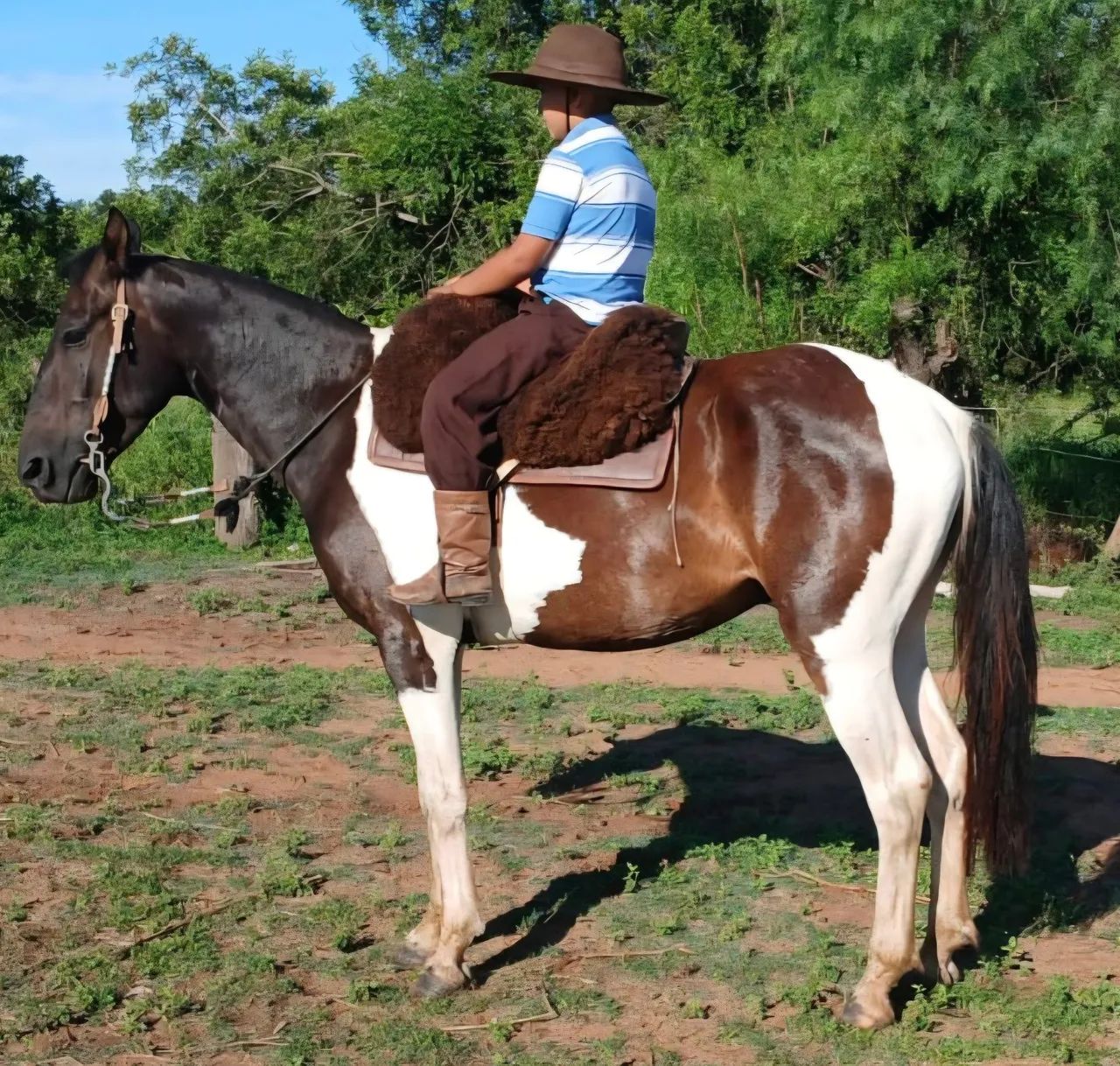 Tobiano bem mansinho de 5 anos - Foto 3