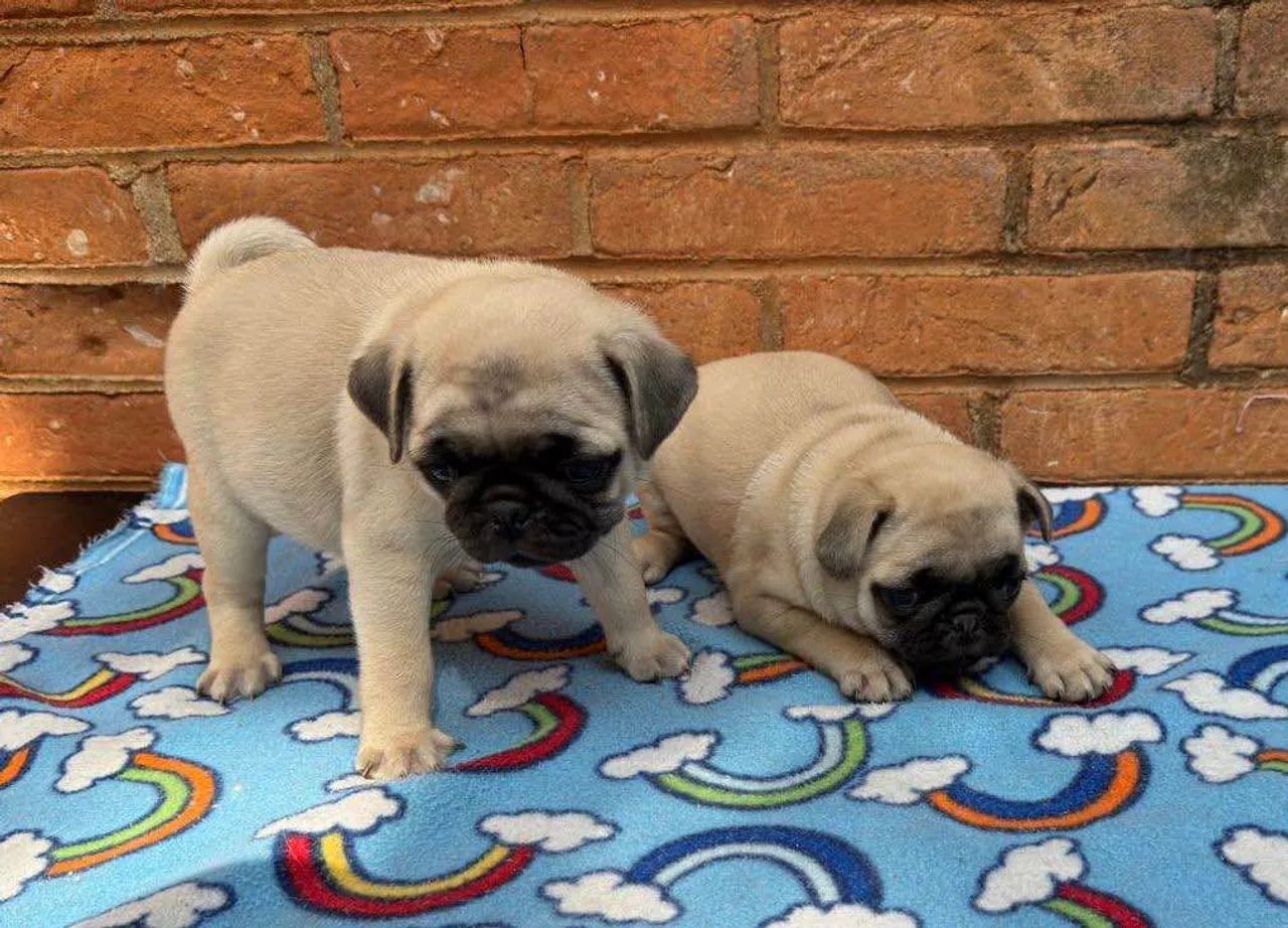 Filhote pug, Seu novo melhor amigo de quatro patas te espera!