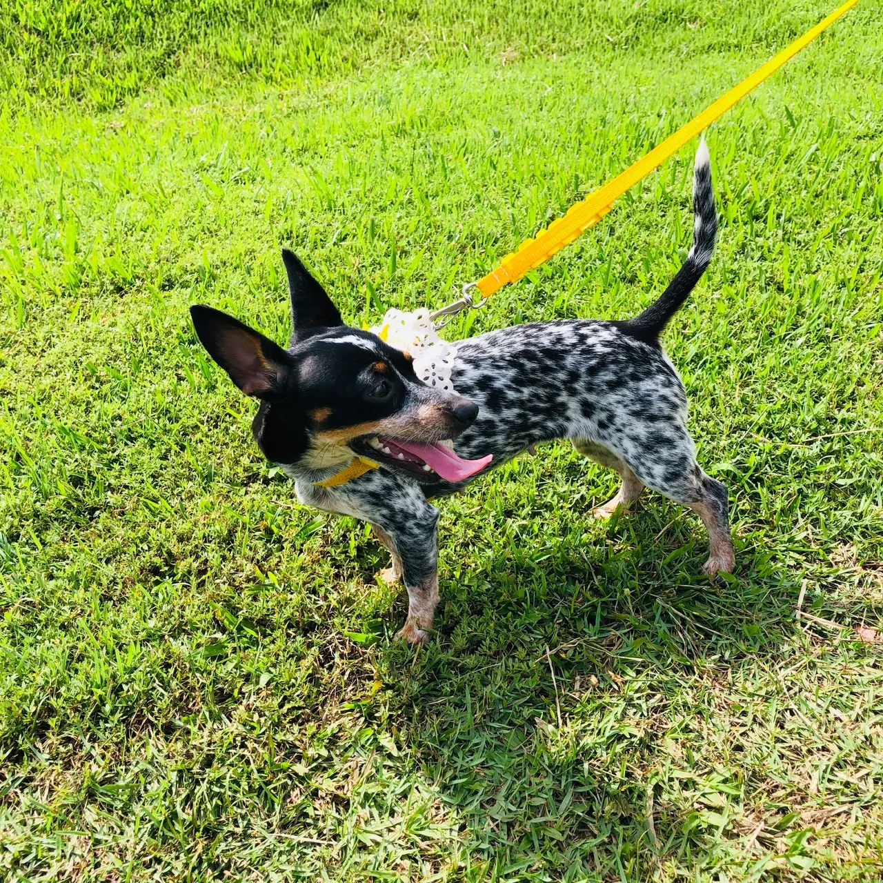 Pinscher Número 01 - Foto 4