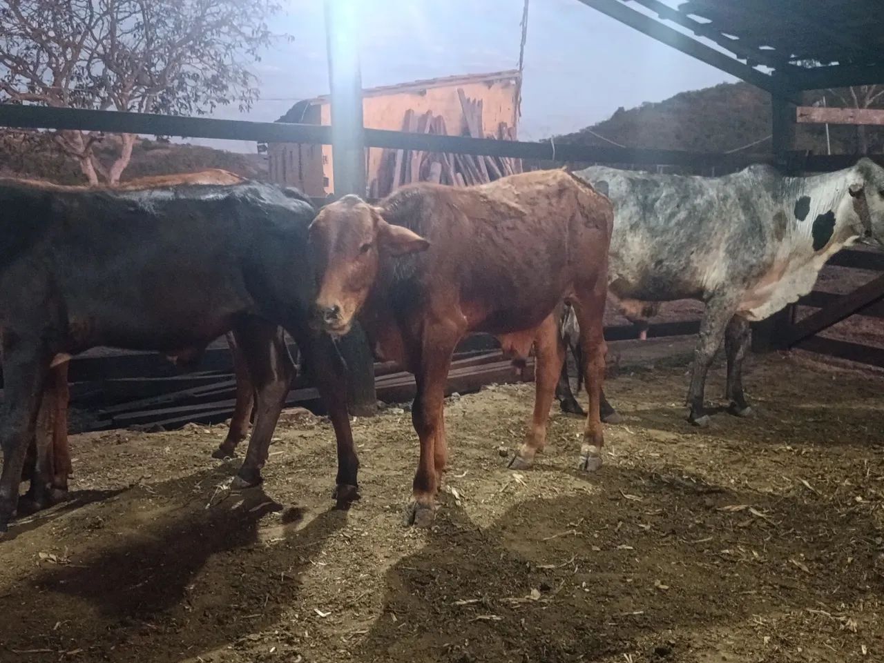 Vendo 4 garrotes  - Foto 4