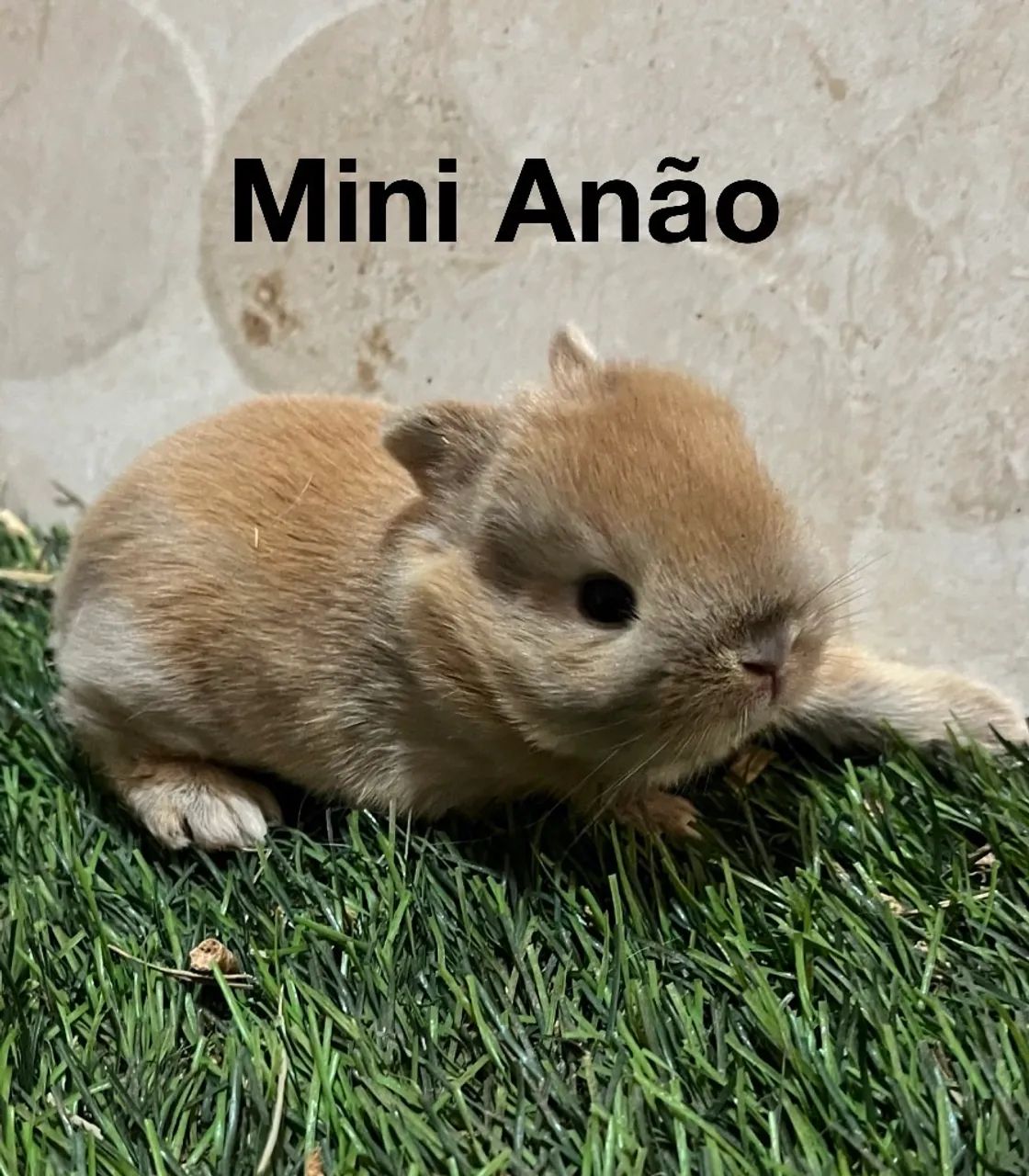 Coelho Netherland Dwarf  - Foto 2