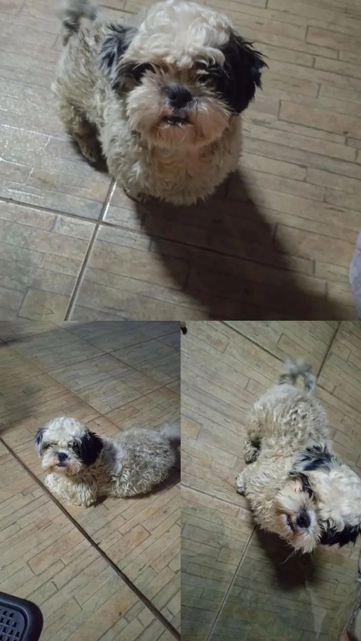 Doando pet Shitzu porte pequeno 