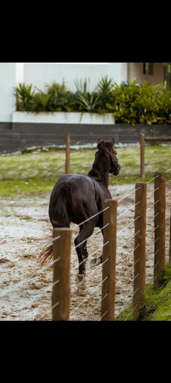 Cavalo a venda  - Foto 4